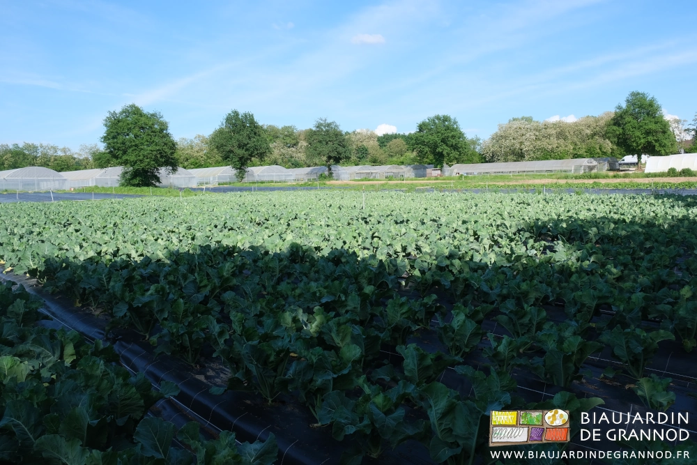 photo d'ensemble du jardin, ses carrés de légumes, ses chênes, sur fond de bi-tunnels