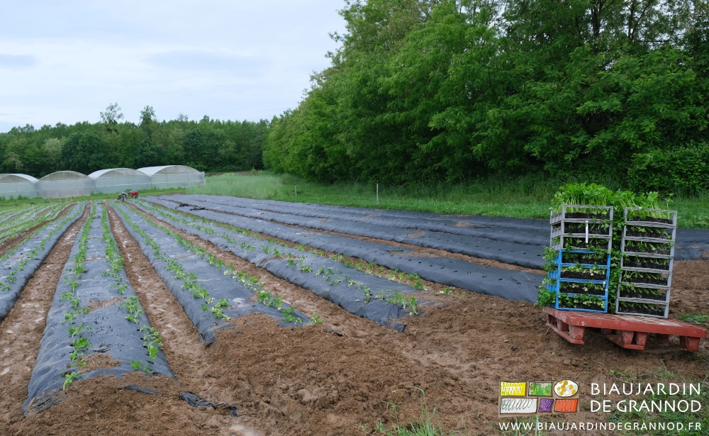 photo sous ciel gris du repiquage de céleri en conditions bien mouillée