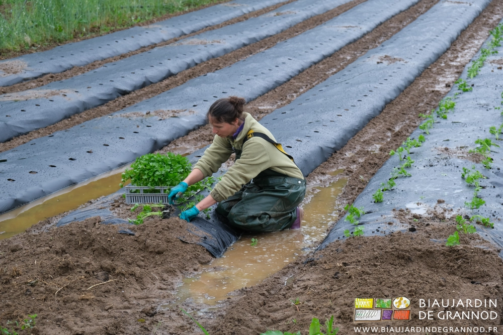 photo de Émilie plantant a genoux et les pieds dans une flaque d'eau