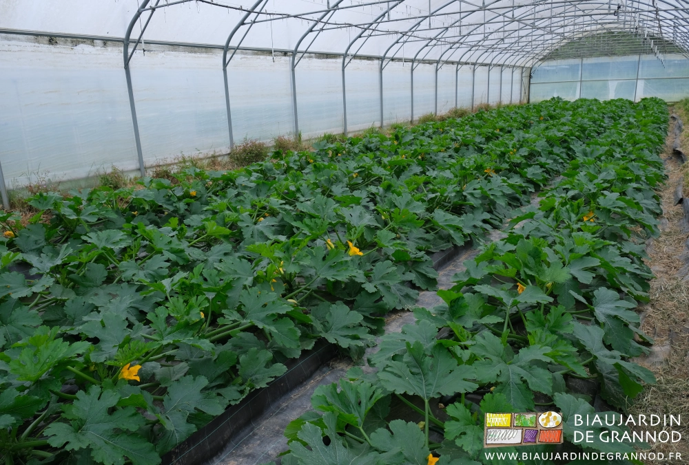 photo d'un des tunnels de courgette en plein floraison et début de fructification
