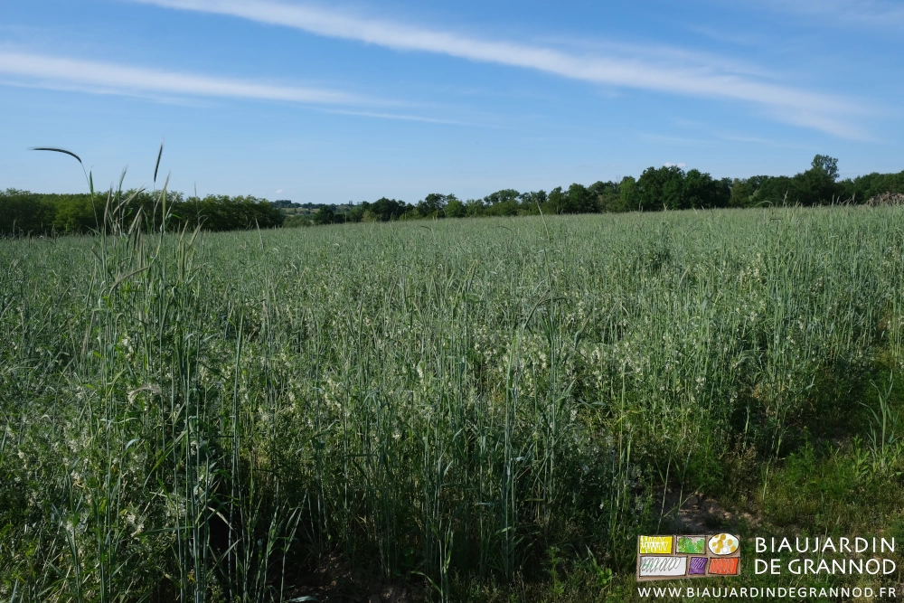 photo d'ensemble des plus de 2 ha de planche permanente couvertes d'engrais vert de plus de 1 m 20 de haut