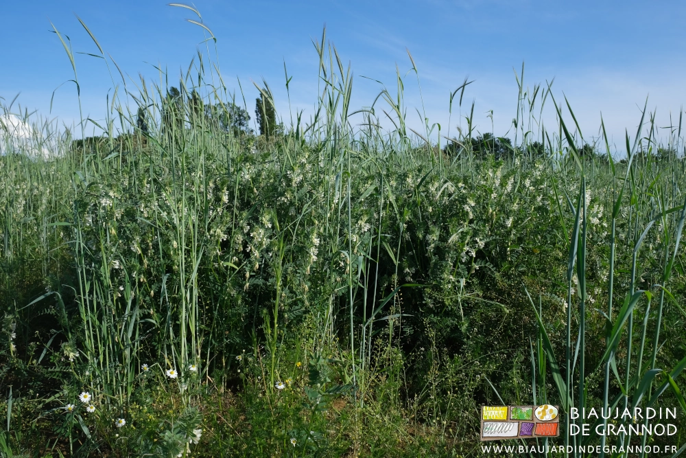 photo proche de planches permanentes couvertes de seigle dépassant le mètre 20 et de vesce en fleur