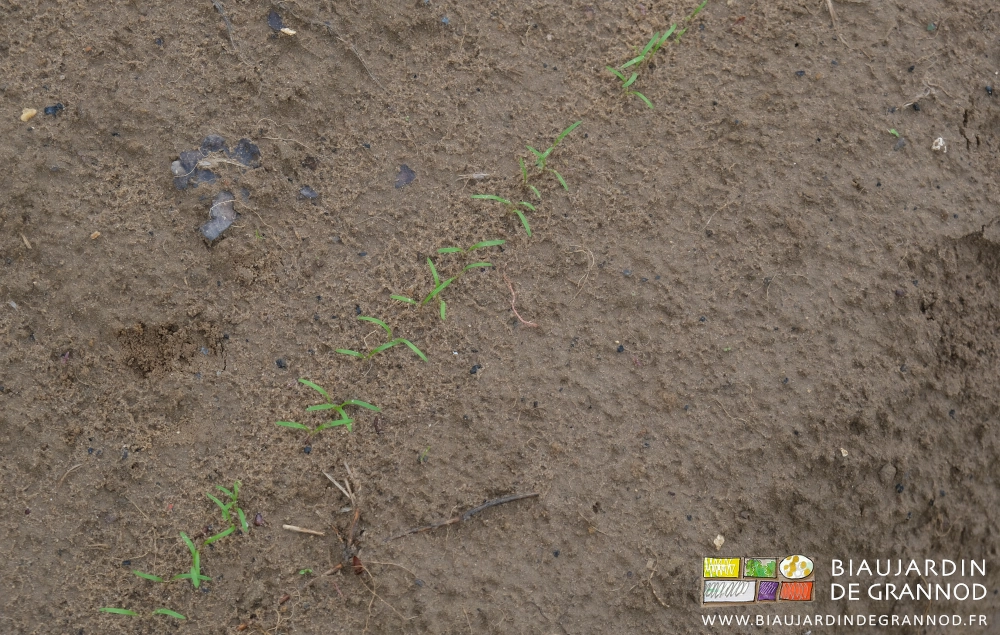 photo de détail d'un portion de rang&nbsp;: des carottes régulièrement levées