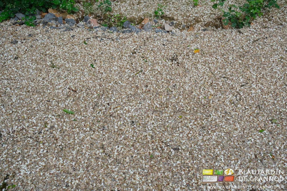 photo de notyre chemin recouvert d'un petit tapis de fleurs blanches de l'acacia