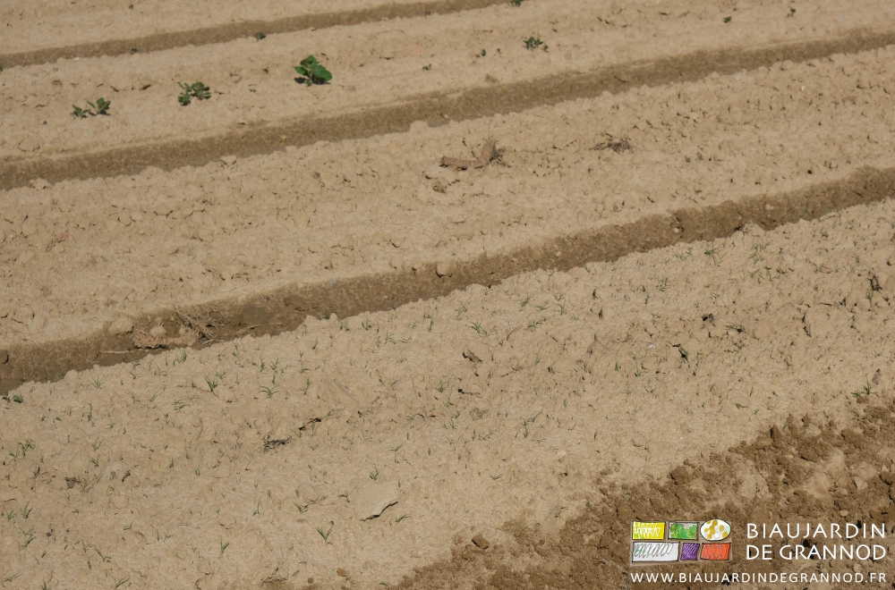 photo de planches avec des adventices à côté d'un carré de pomme de terre sortant de terre