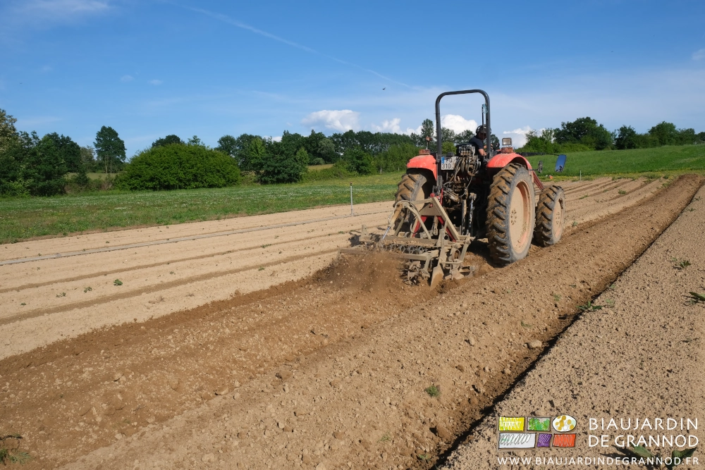 photo proche du travail du rouleau crénelé qui envoie les petites mottes en l'air et expose mieux les racines au soleil