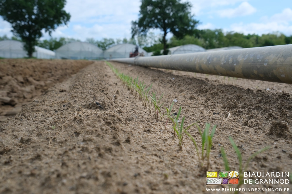 photo des rangs de plantules de carotte à coté des tubes d'arrosage