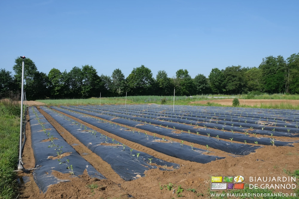 photo du carré d'aubergine poivron après l'arrosage de reprise des plants