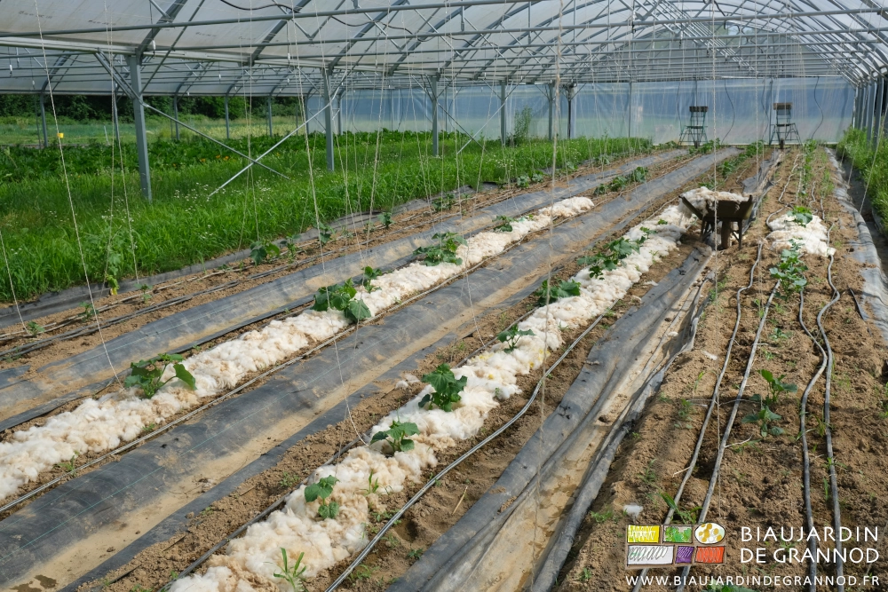 photo des rangs paillés de laine, brouette chargée en place dans le tunnel de concombre