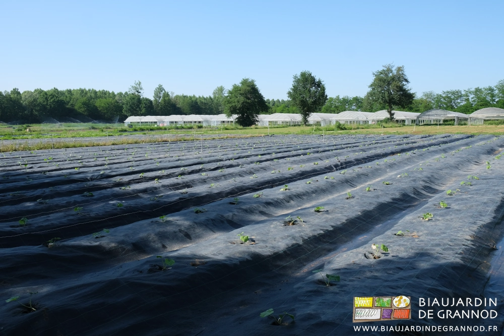 photo d'ensemble du carré de courge qui démarrent bien. Au fond 3 chênes devant les bi-tunnels