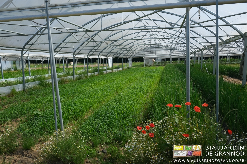 photo sous bi-tunnel d'un bel engrais vert de sorgho sur 4 planches après récolte des légumes précoces