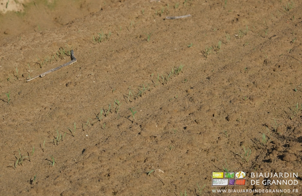 photo proche de plantules de carotté en cours de levée et plantules d'adventices au même stade