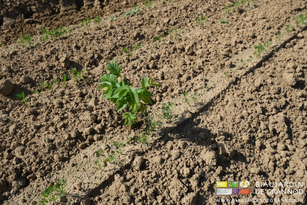 photo proche d'un plant de noyer spontané haut de 10 cm environ poussant sur le rang de carotte lui-même