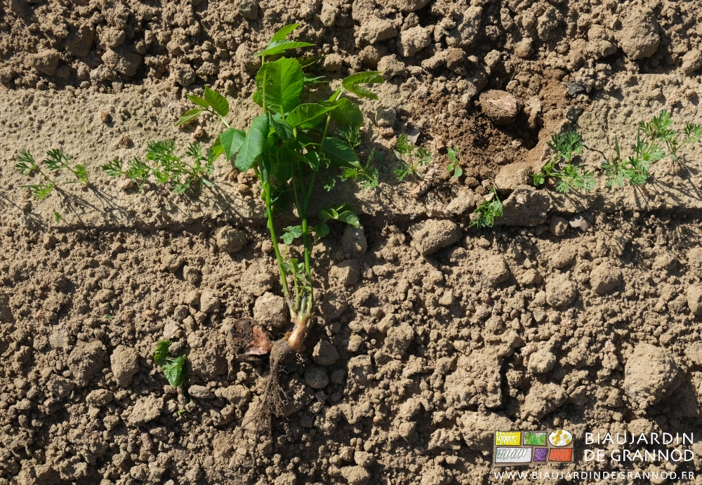 photo du plant de noyer et sa noix sortis de terre délicatement