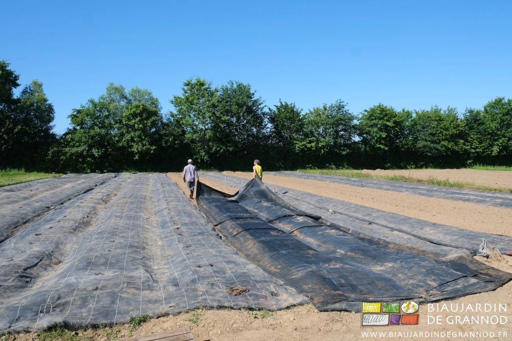 photo de Vivien et Myke qui déplient la toile de 40 mètres de long sur les planches