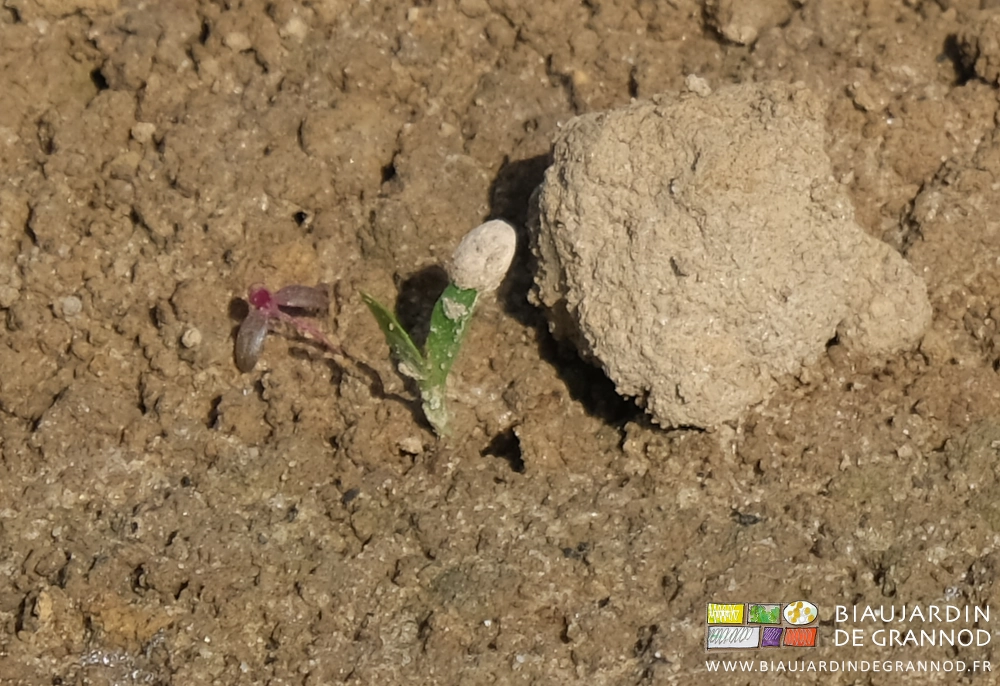 photo proche de plantule de panais avec l'argile beige sur le cotylédon vert