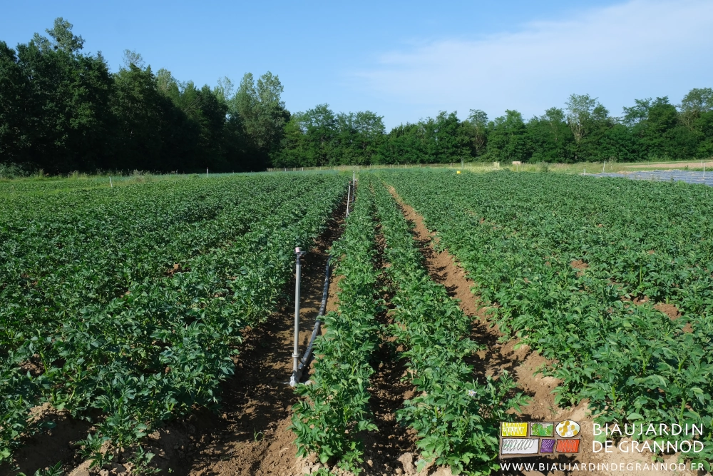photo d'ensemble d'un carré de pomme de terre qui commence à couvrir l'entre-rangs