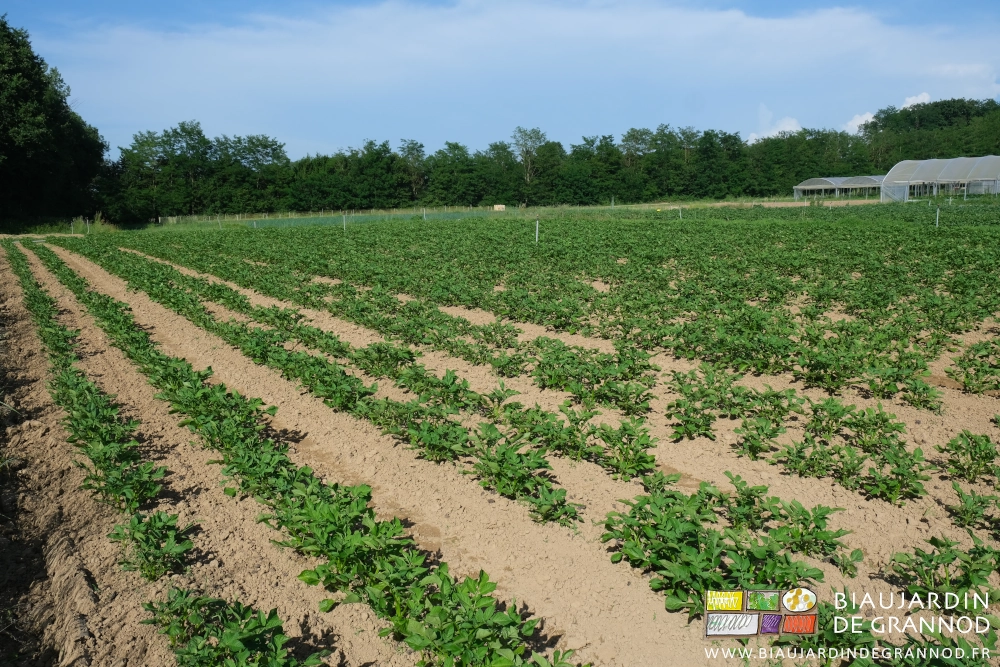 photo d'un des carrés de pomme de terre pas encore buttées