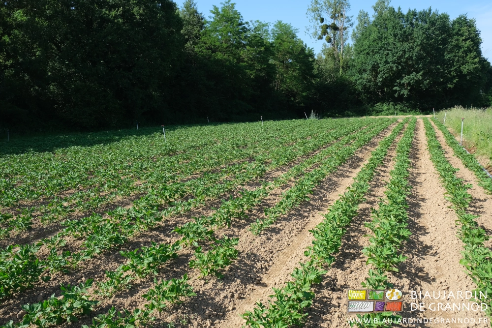 photo d'un carré de pomme de terre plus jeunes