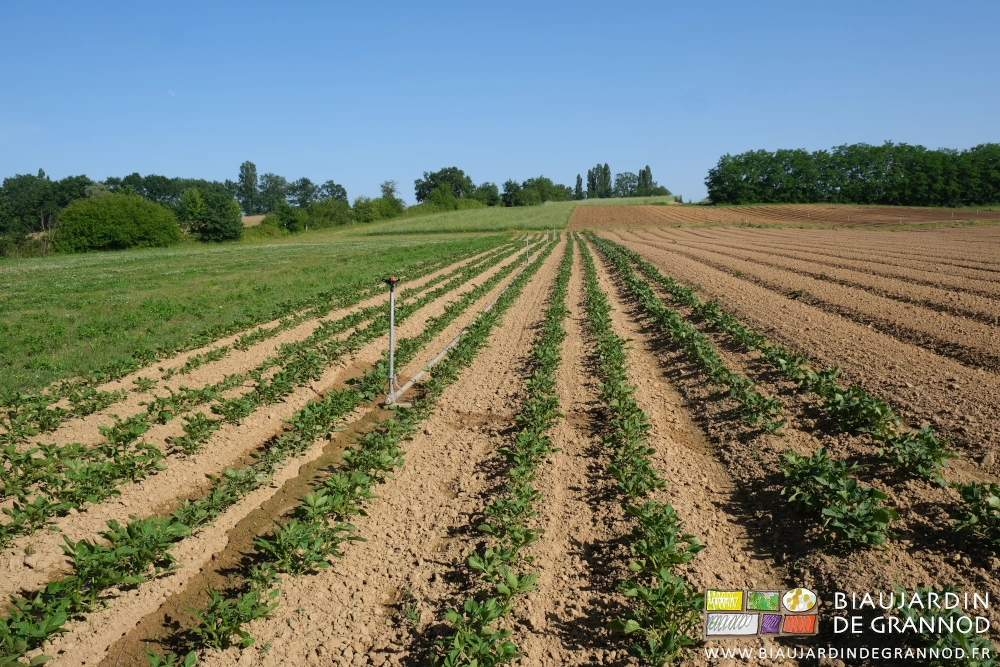 photo d'ensemble d'une parcelle avec un carré de pomme de terre sur fond de haie bocagère et engrais vert de trèfle