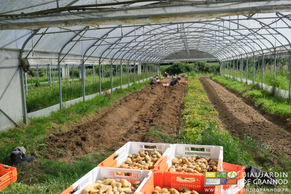 photo de la récolte manuelle d'une planche de pomme de terre nouvelle sous tunnel