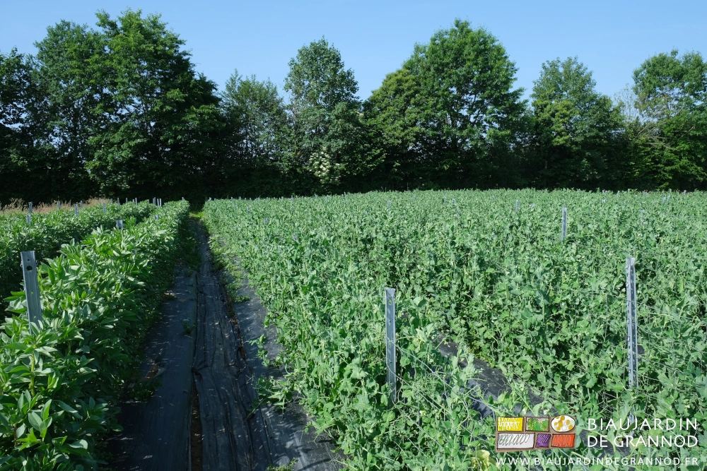 photo du carré de pois, bien verts, ramés sur grillage, à coté d'une bien belle haie bocagère riche en chênes, châtaigniers et autres feuillus de pays