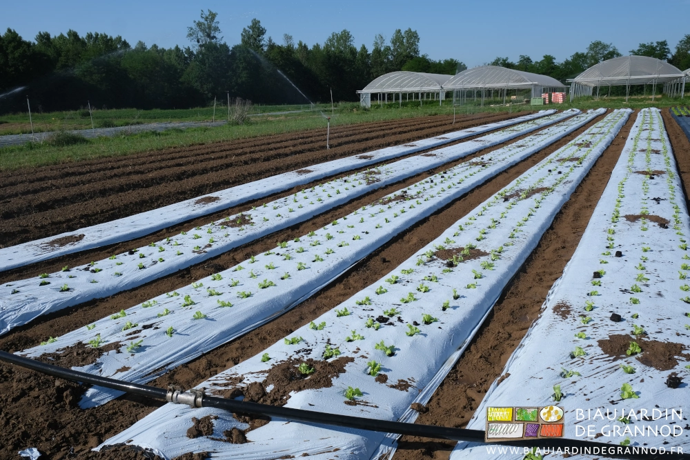 photo de 5 planches plantées de laitues et batavias sur film blanc
