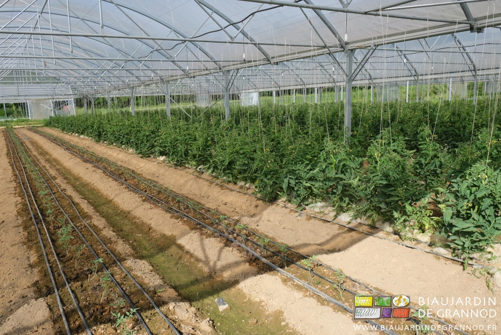 photo de 2 planches de tomate juste repiquées et garnies de 4 lignes de goutte à goutte
