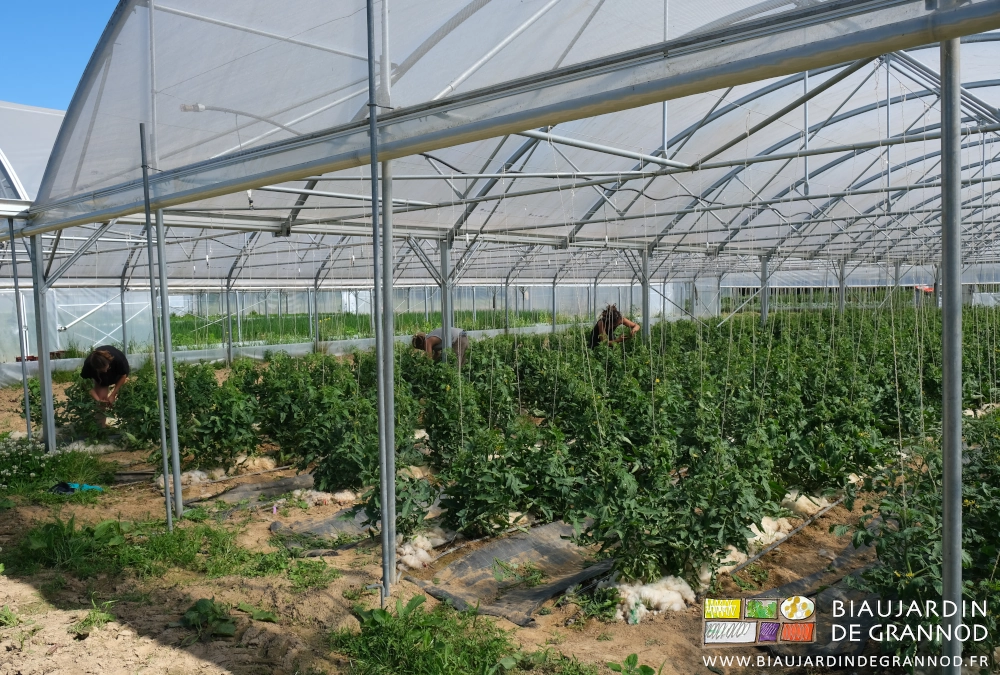 photo de 3 biaux jardiniers accroupis à tailler et palisser les tomates sous tunnel