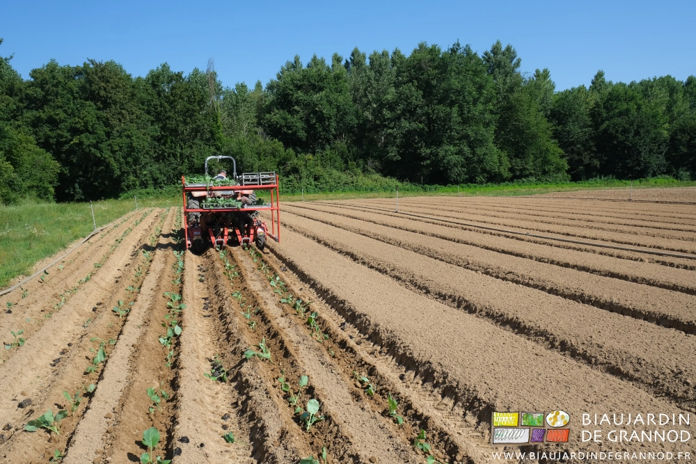 photo en alignement de la plantation de choux en planches en milieu bocager diversifié