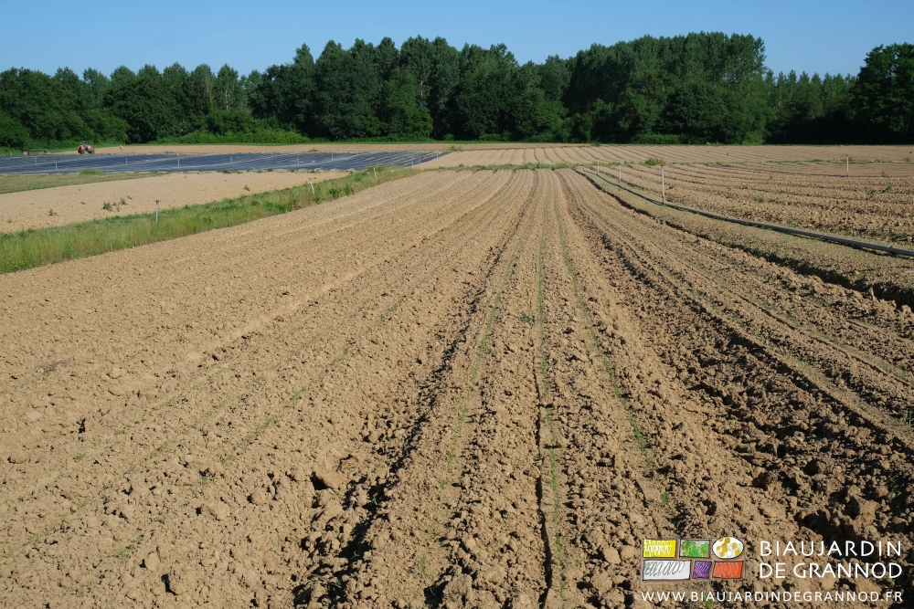 photo de planches de carotte en longueur double sur fond de bocage feuiillu sous ciel bleu