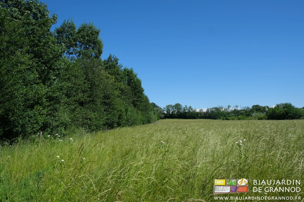 photo d'une haie de plus de 350 mètres très développée longeant une de nos parcelles de légumes bio