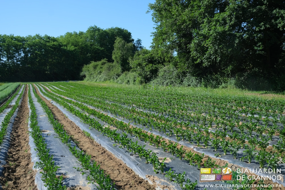 photo en perspective du carré fenouil céleri proche de haies et bandes enherbes