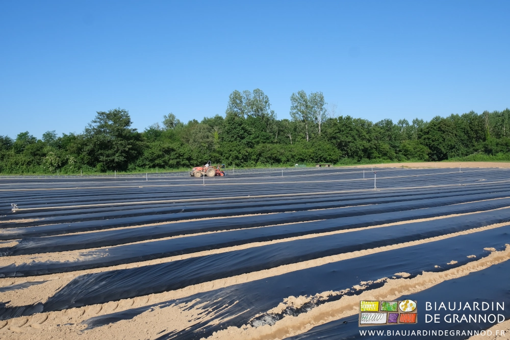 photo de la plantation en cours dans les premières planches d'une grande surface à faire