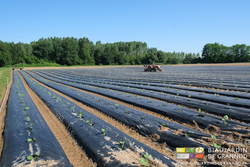 photo de la 2ème plantation en cours dans cette grande parcelle