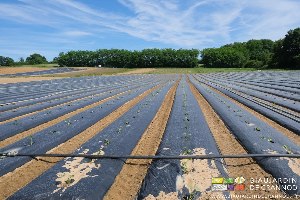 photo d'ensemble des 5 carrés de courge après plantation et arrosage