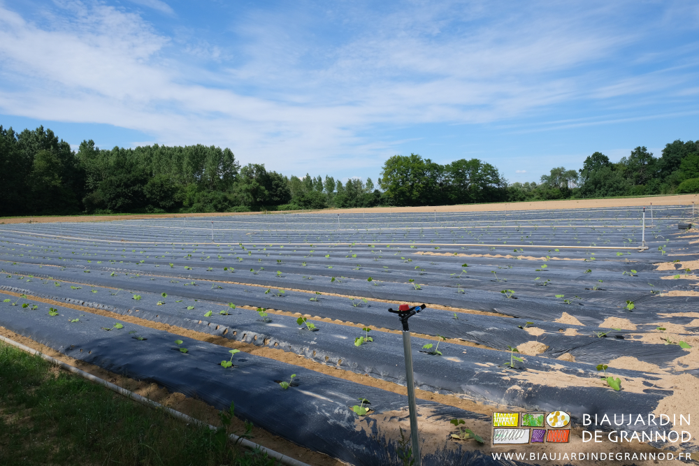 photo de l'ensemble de la grande parcelle en courge dans l'angle de 2 haies