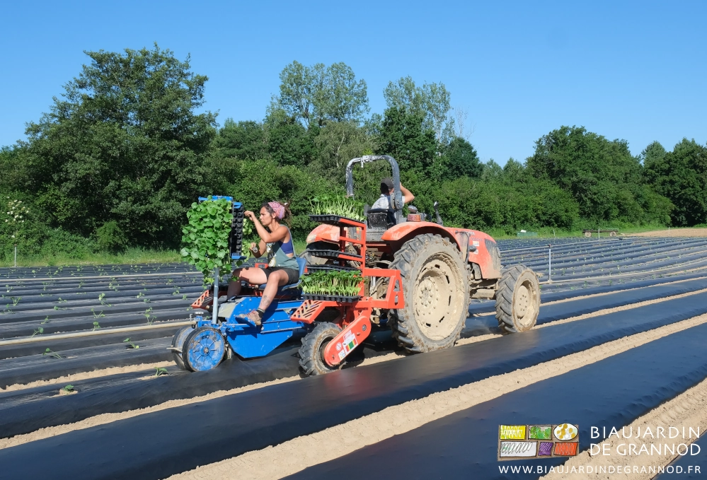 photo de Morgane assise sur la planteuse mon-rang repiquant sur paillage biodégradable