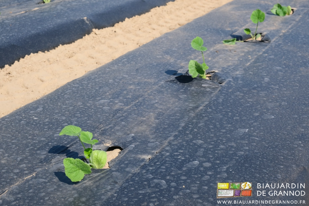 photo proche de plants de courge bien verts et vigoureux sur film noir biodégradable