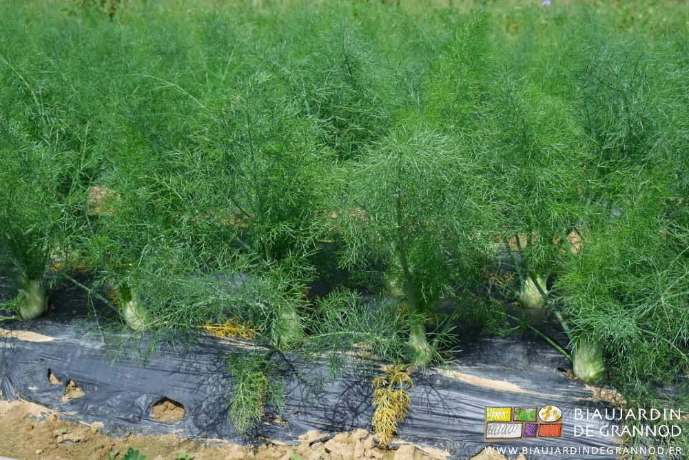photo proche de fenouil;indemne de la concurrence des mauvaises herbes