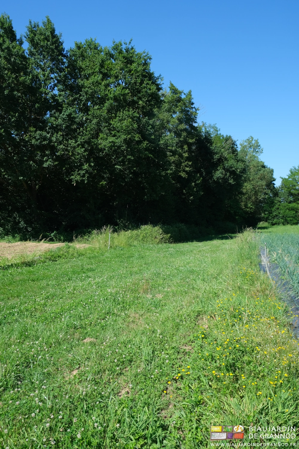 photo d'une haie de 20 ans très bien montée entourant un de nos jardins