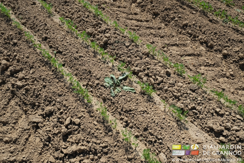 photo d'un pied de Rumex qui se dessèche entre rangs de carotte