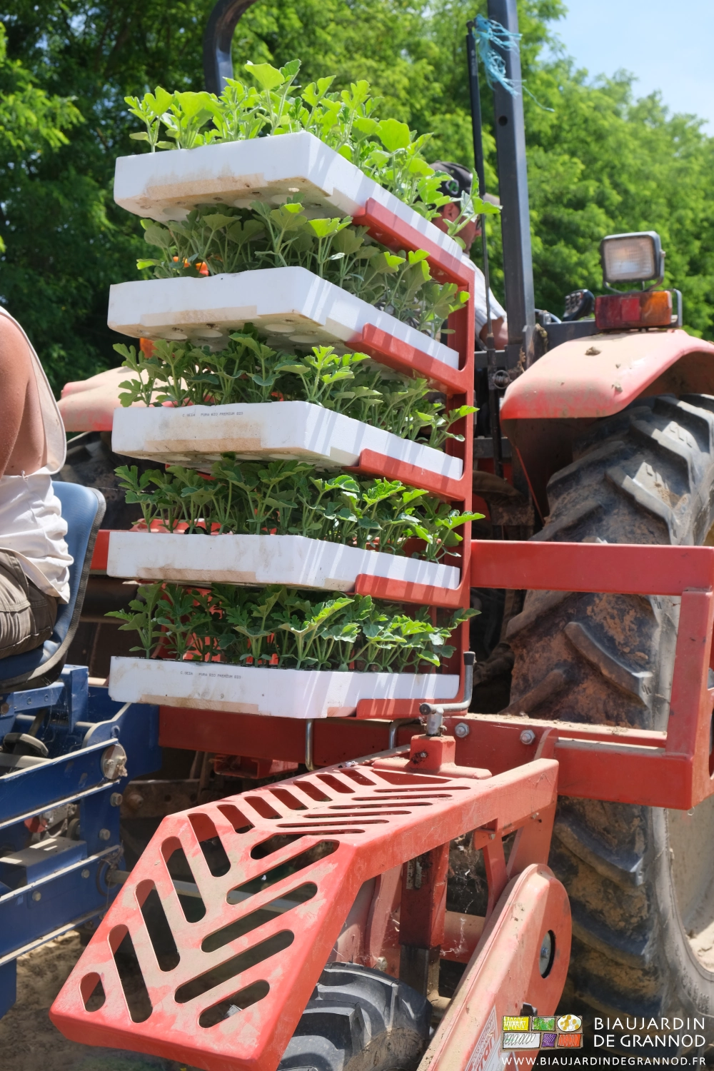 photo des plateuax de plants de pastèque rangés sur les étagères de la Ferrari durant la plantation