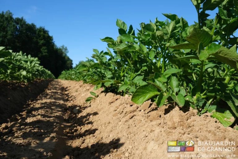 photo proche des pommes de terre buttées partiellement