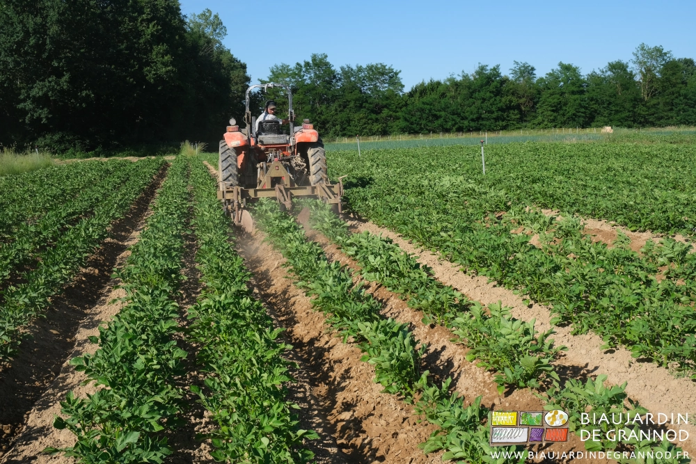 photo d'une planche en cours de buttage dans le carré de pomme de terre bien développé