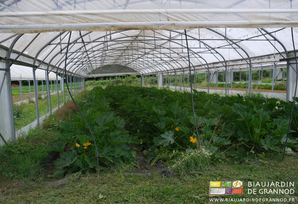 photo d'un tunnel de courgette en production, alimentation des gaines goutte à goutte au premier plan