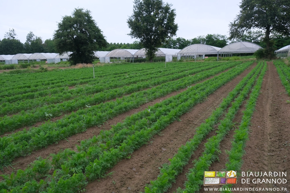 photo d'un des carrés avant binage on voit dépasser plusieurs plantes adventices à détruire