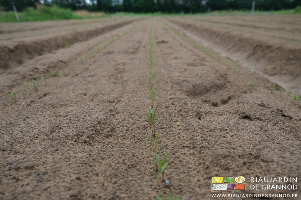 photo proche et en perspctive des plantules de carotte récemment levées bien en rangs