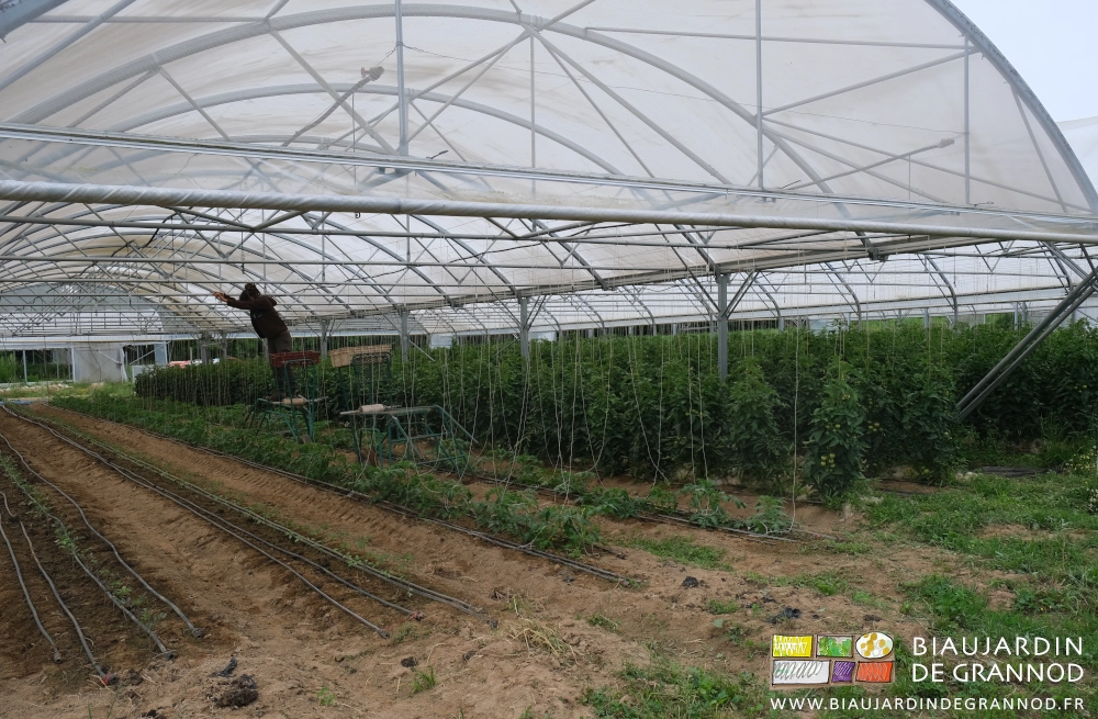 photo de Morgane sur la brouette escabeau nouant les ficelles au fil de culture sous tunnel de tomates