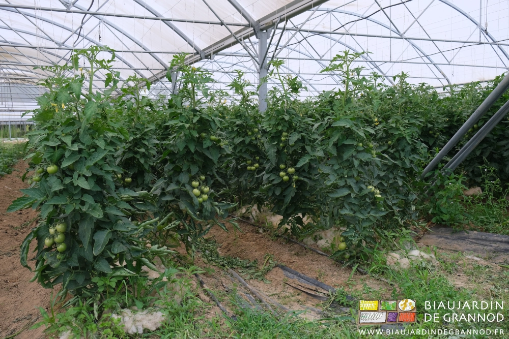 photo des tomates en cours de grossissement dans la deuxième plantation de l'année sous tunnel